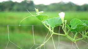 Vạt bầu của mẹ...