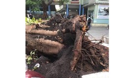 Trách nhiệm khi cây xanh trong sân trường gãy đổ