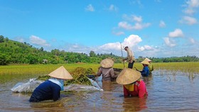 Nhiều giải pháp thích ứng với biến đổi khí hậu