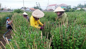 “Thủ phủ” hoa cúc vào xuân