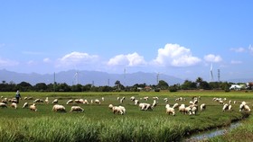 Tây Nguyên - Nam Trung bộ ứng phó nguy cơ sa mạc hóa - Bài 3: Sống chung với sa mạc hóa