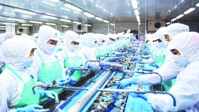 Chế biến tôm xuất khẩu ở Nhà máy Thủy sản Minh Phú, tỉnh Cà Mau