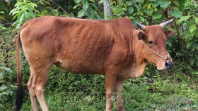 Bệnh viêm da nổi cục trên gia súc lan ra nhiều tỉnh Tây Nguyên