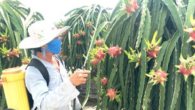 Để không còn “giải cứu” nông sản