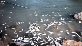 Khẩn trương kiểm tra, xác định nguyên nhân cá chết bất thường