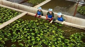 Nâng chất để trái cây Việt vươn xa