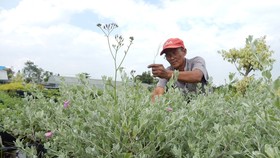 Đánh cược với vụ hoa tết
