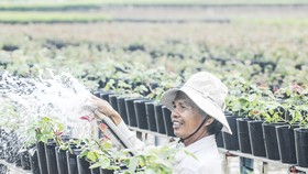Đồng bằng sông Cửu Long: Giảm số lượng cung ứng hoa kiểng tết