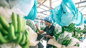 Nông sản muốn “đi xa” phải an toàn