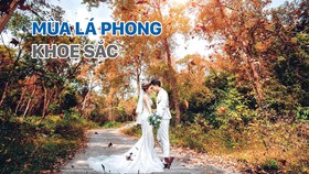 Mùa lá phong khoe sắc