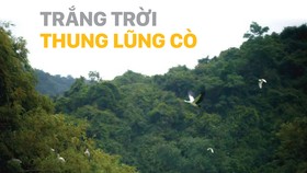 Trắng trời thung lũng cò