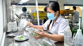 Tạo giống cây con mới tại Trung tâm Công nghệ sinh học TPHCM ở quận 12 Ảnh: CAO THĂNG
