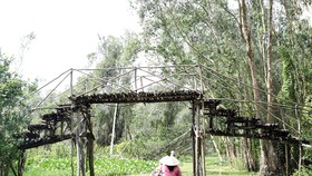 Chèo thuyền xuyên qua rừng tràm sâu hun hút.