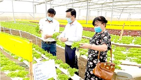 Lãnh đạo Sở Công thương TPHCM thực tế tại một trang trại trồng xà lách thủy canh ở Lâm Đồng để cung ứng thị trường tết.
