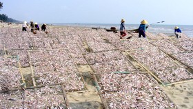 Đầu năm, ngư dân trúng mùa cá cơm