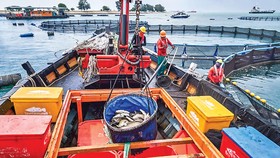 Thu hoạch cá từ các trang trại cá ngoài khơi bờ biển Singapore giúp thành phố khan hiếm đất đai tăng nguồn cung cấp thực phẩm trong nước.