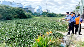 Thả thiên địch để kiểm soát lục bình tại quận Bình Tân