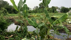 Khu đất thuộc Dự án 150ha quy hoạch công viên ở quận 12, TPHCM đang chờ triển khai thực hiện