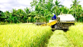Nông dân ĐBSCL thu hoạch lúa đông xuân trong niềm vui được mùa - được giá Ảnh: CAO LONG