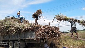 Ngọt cổ phiếu đường, đắng cho ngành mía đường