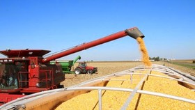 Triển vọng nào cho giá ngô sắp tới?