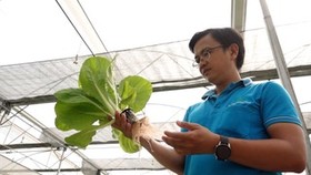 An toàn sức khoẻ với rau thuỷ canh
