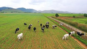 Siêu dự án trang trại của Vinamilk tại Lào sẽ “cho sữa” vào đầu năm 2022
