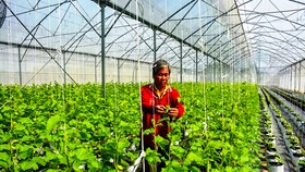 An Giang đẩy mạnh phát triển nông nghiệp công nghệ cao, thân thiện môi trường.