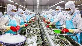 Tôm xuất khẩu hiện nay vào thị trường Mỹ rất lớn, bất chấp dịch Covid.