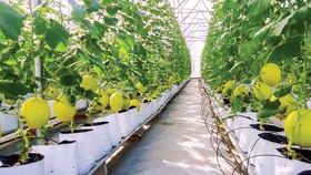 Việt Nam có điều kiện thiên nhiên thuận lợi để phát triển nông nghiệp công nghệ cao.