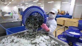 Vận chuyển tôm nguyên liệu vào nhà máy chế biến sản phẩm tôm xuất khẩu tại nhà máy của Tập đoàn Thủy sản Minh Phú tỉnh Cà Mau. (Ảnh: Vũ Sinh/TTXVN)