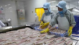 Chế biến cá tra xuất khẩu tại Công ty Công nghiệp Thủy sản Miền Nam. (Ảnh: TTXVN)