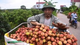 Nông dân Bắc Giang thu hoạch vải thiều mùa vụ 2020. Ảnh: Giang Huy