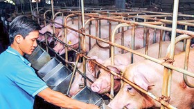 Trên 80% nguyên liệu sản xuất thức ăn chăn nuôi phải nhập khẩu về chế biến.