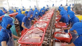 Chỉ có khoảng 30% các nhà máy chế biến thủy sản tại khu vực Nam Trung Bộ duy trì được sản xuất cầm chừng theo điều kiện đảm bảo được 3 tại chỗ. (Ảnh: Vũ Sinh/TTXVN)