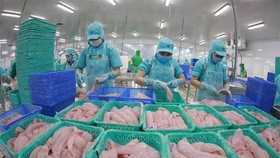 Chế biến cá tra. (Ảnh: Vũ Sinh/TTXVN)