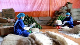 Miến dong - sản phẩm OCOP 4 sao đầu tiên của Bắc Kạn được xuất khẩu sang Cộng hòa Séc và các nước thuộc EU. (Ảnh: Vũ Sinh/TTXVN)