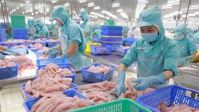 Chế biến cá tra phi lê xuất khẩu tại nhà máy của Công ty Cổ phần Đầu tư phát triển đa quốc gia (Tập đoàn Sao Mai) ở tỉnh Đồng Tháp. (Ảnh: Vũ Sinh/TTXVN)