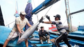 Ngư dân thu hoạch cá ngừ đại dương. (Ảnh: Nguyễn Dũng/TTXVN)