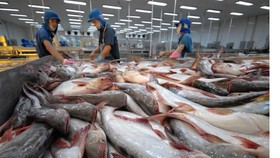 Hơn 90% sản lượng cá tra và tôm nước lợ tập trung tại vùng Đồng bằng sông Cửu Long