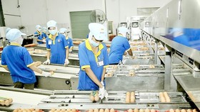 Dây chuyền đóng gói trứng thành phẩm tại một công ty. Ảnh: CAO THĂNG