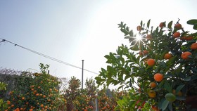 Quất Tứ Liên chín sớm đón tết