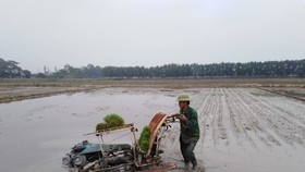 Nắng lên, nông dân tranh thủ xuống đồng