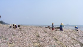 Đầu năm, ngư dân trúng mùa cá cơm