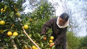 Nghệ An hỗ trợ nông dân đưa sản phẩm lên sàn thương mại điện tử