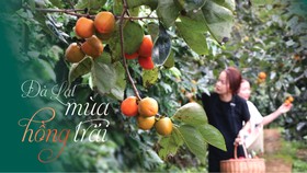Đà Lạt mùa hồng trái