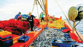 Useful measures in seafood fishing help fishermen in Hoai Nhon Town increase their output. (Photo: SGGP)