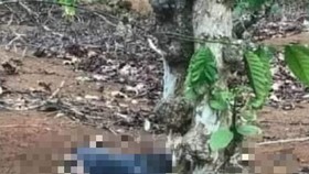 Phát hiện thi thể không nguyên vẹn trong rẫy cà phê