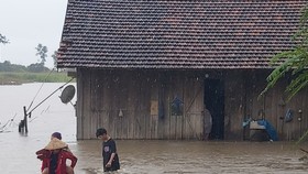 Mưa lớn gây ngập hàng ngàn hécta hoa màu ở Đắk Lắk