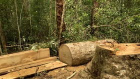 Khởi tố 3 nhân viên bảo vệ rừng tham gia cưa hạ gỗ trái phép trong khu bảo tồn thiên nhiên